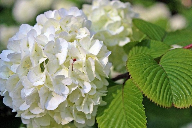 紫陽花　白